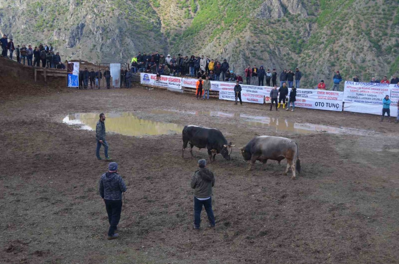 Artvin’de boğa güreşleri festivalleri başladı