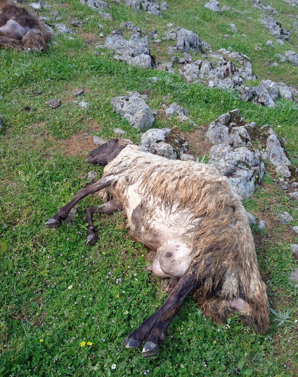 Batman’da çoban ve sürüsüne yıldırım çarptı