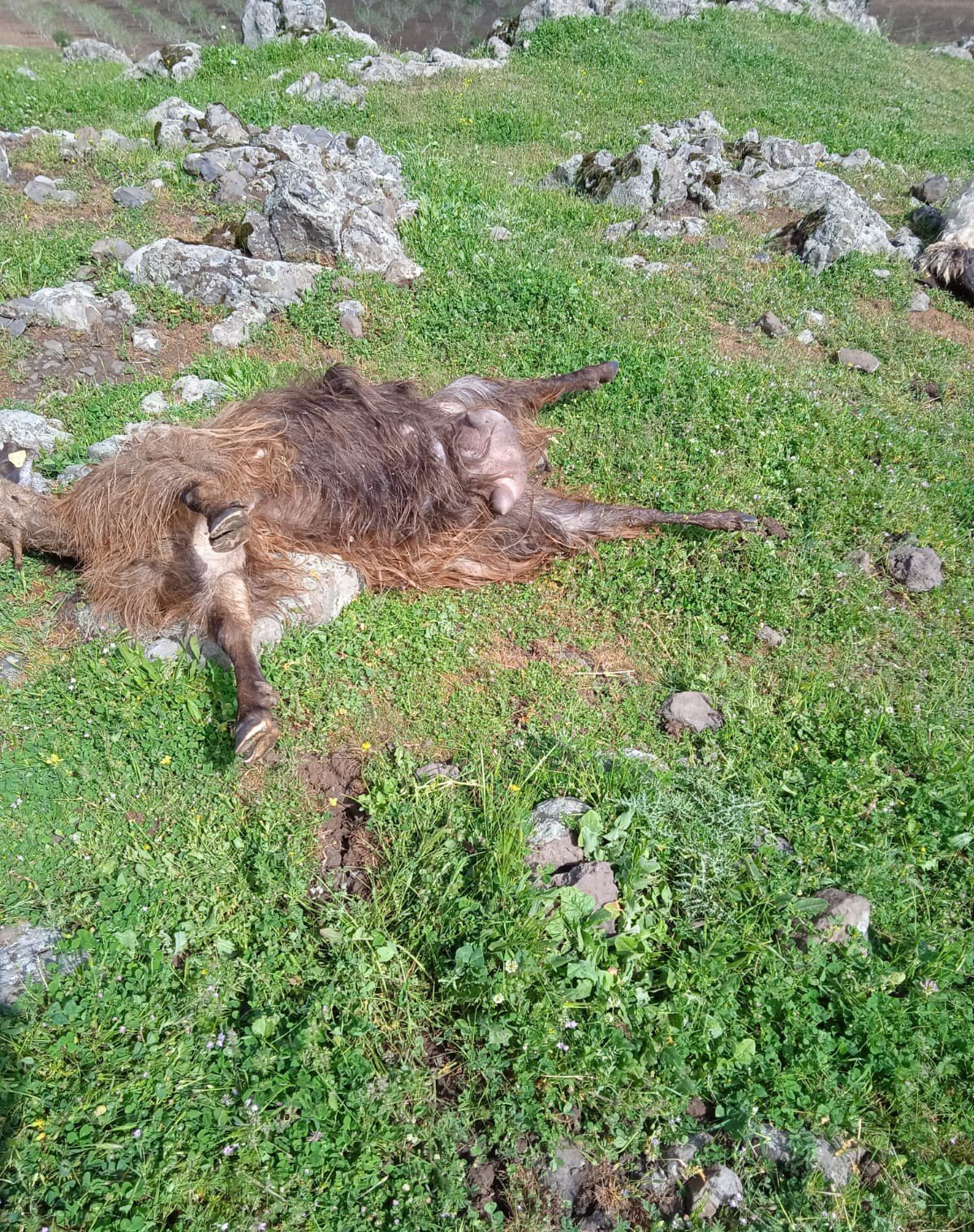 Batman’da çoban ve sürüsüne yıldırım çarptı
