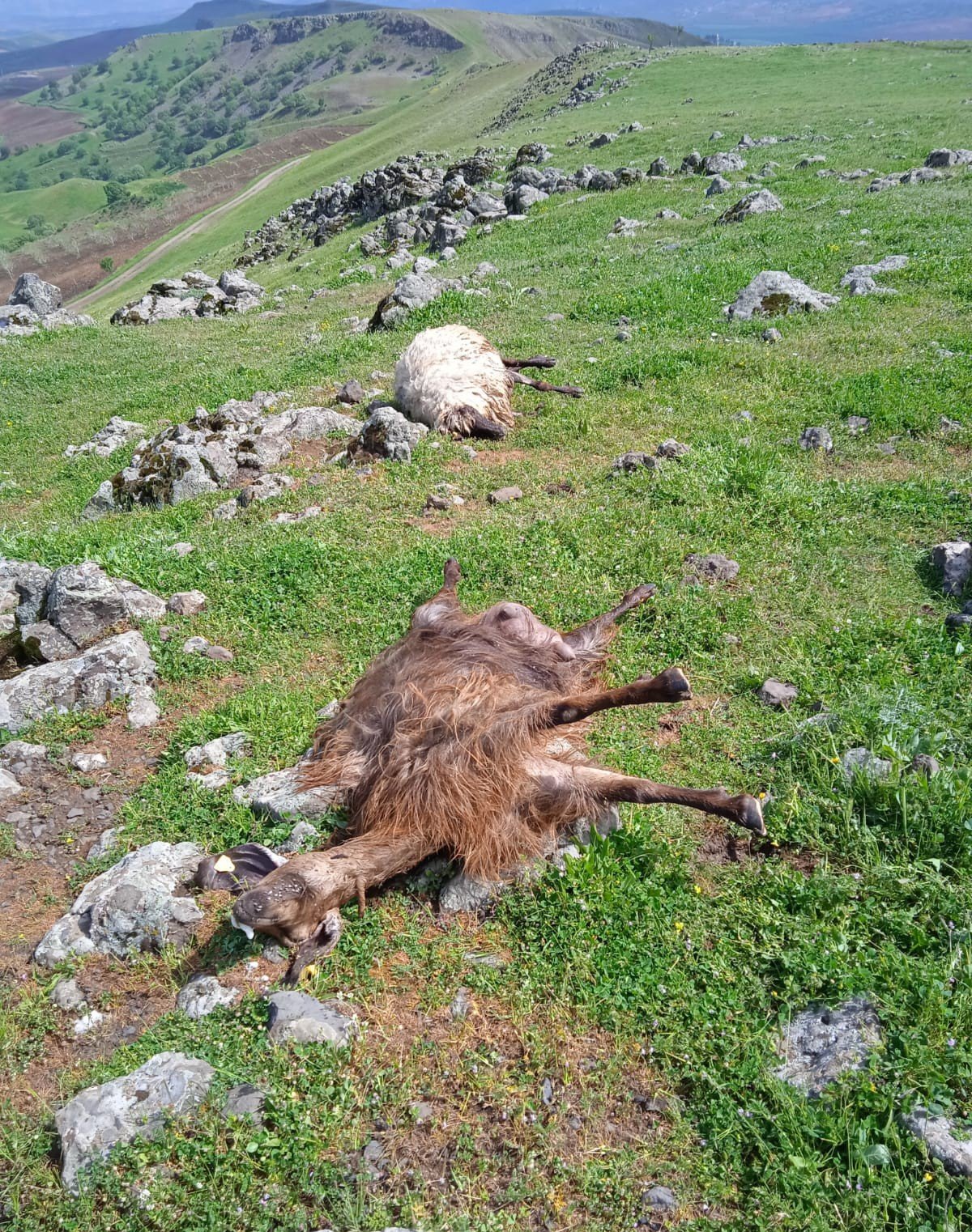 Batman’da çoban ve sürüsüne yıldırım çarptı