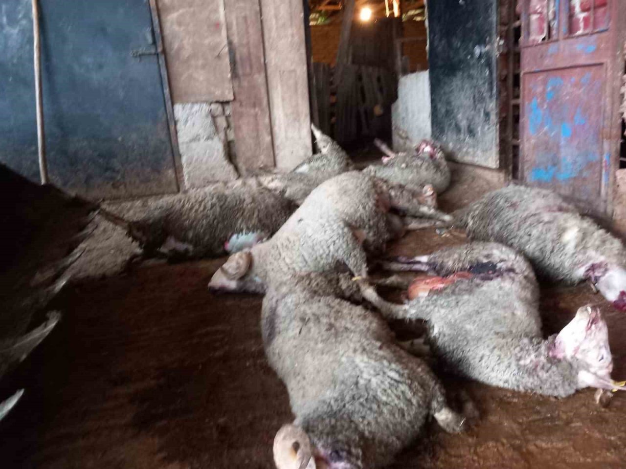 Ağıla giren kurt 10 koyunu telef etti