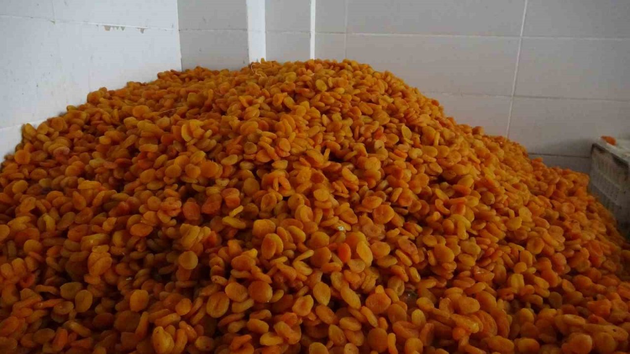 Kuru kayısı ihracatı depreme rağmen arttı