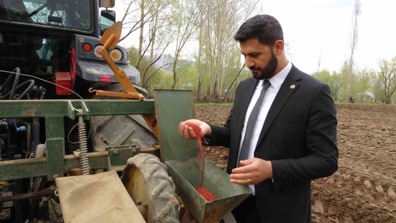 Yüksekova’da 35 yıl aradan sonra şeker pancarı ekimi yapıldı