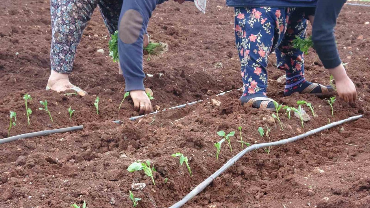 Kilis’te çiftçiler 1 Mayısta biber fidelerini toprakla buluşturdu