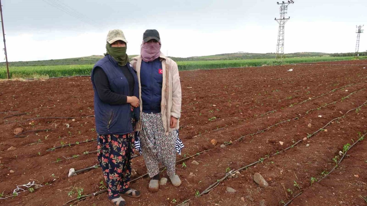 Kilis’te çiftçiler 1 Mayısta biber fidelerini toprakla buluşturdu