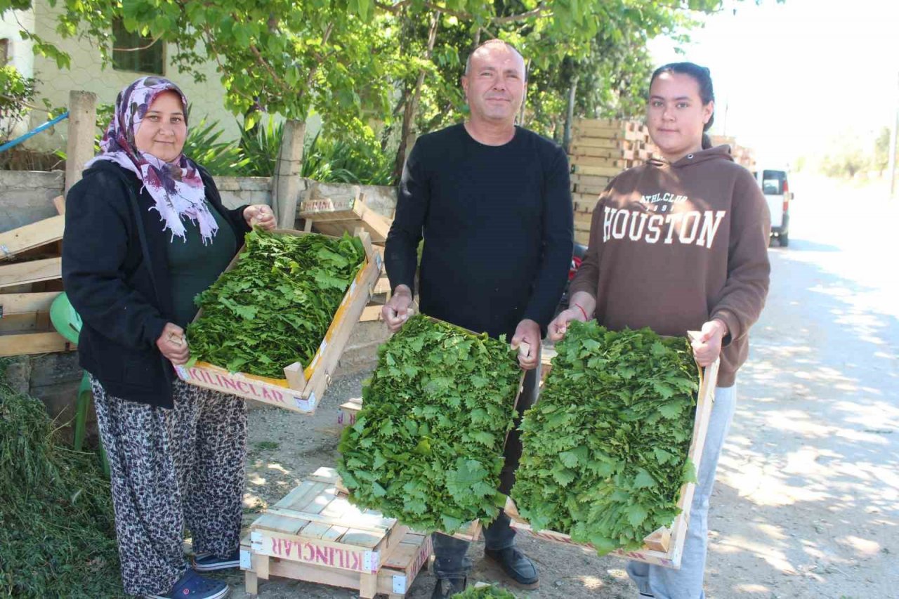 Üzümden önce yaprağı gelir kapısı oldu