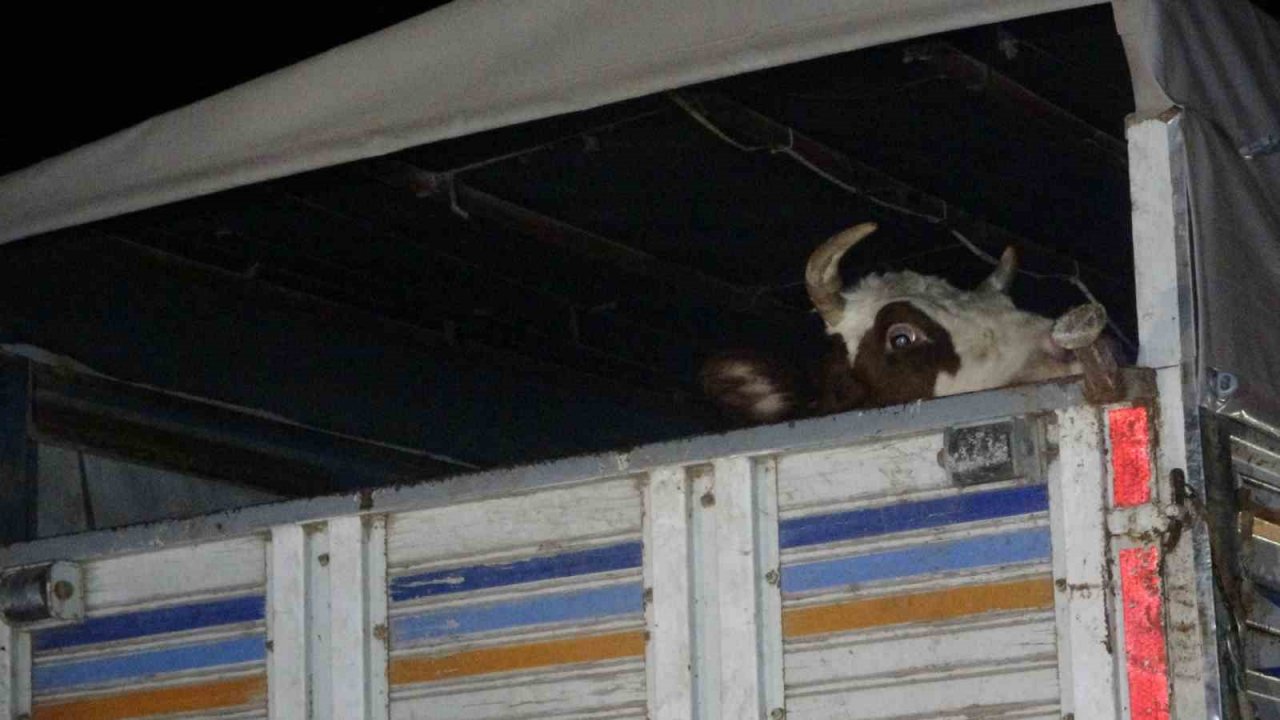 Büyükbaş hayvan yüklü kamyonete otomobil çarptı: 5 yaralı