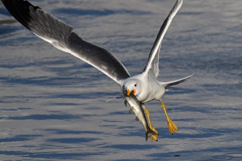 İnci kefalinin muhteşem göçü başlıyor