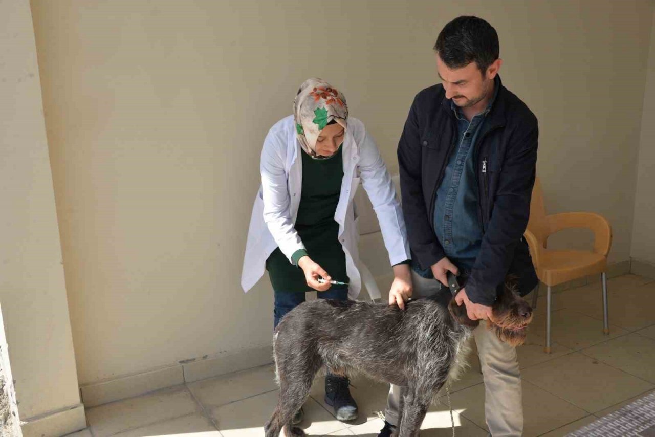 Bozüyük’te ücretsiz kuduz aşısı kampanyası