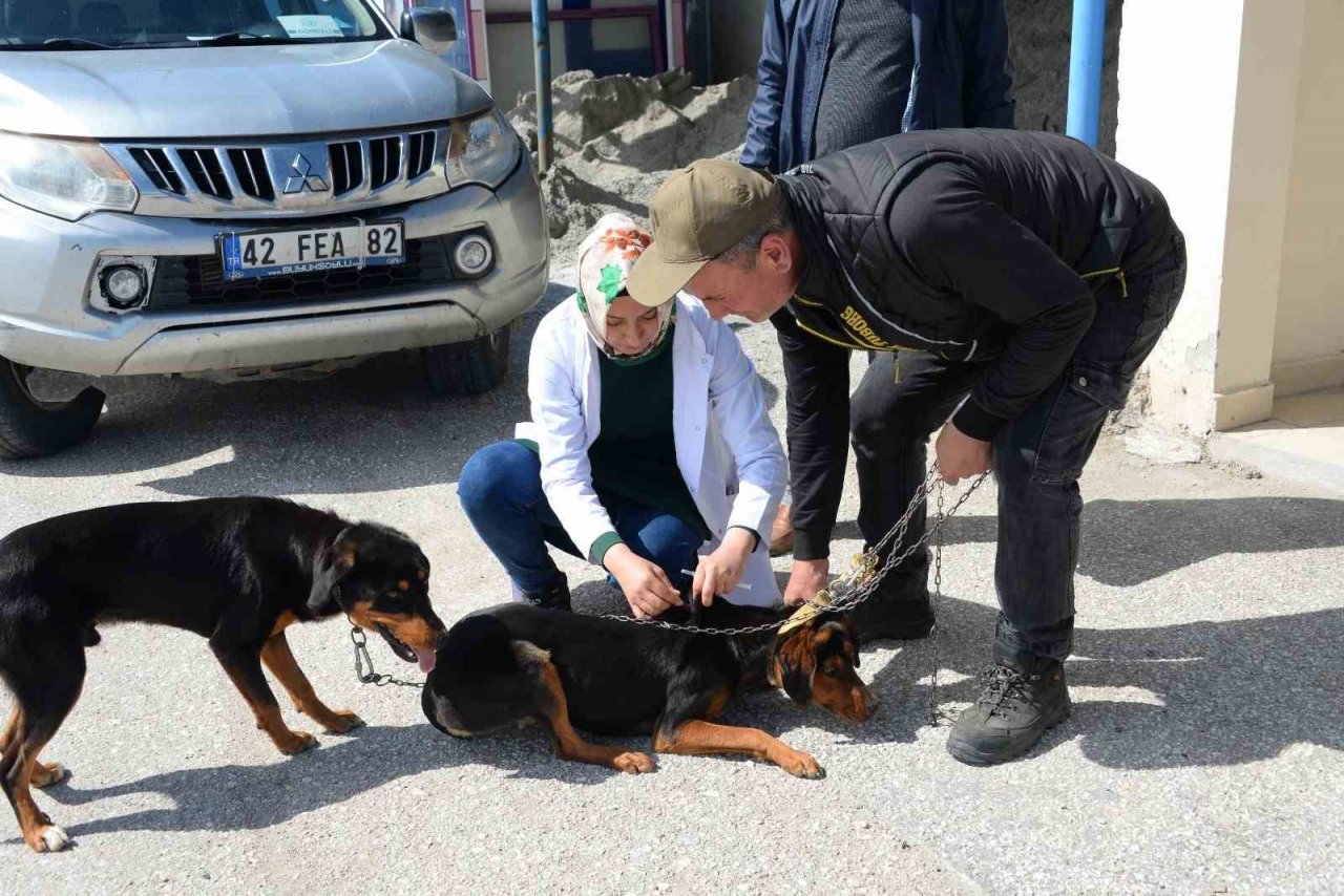 Bozüyük’te ücretsiz kuduz aşısı kampanyası