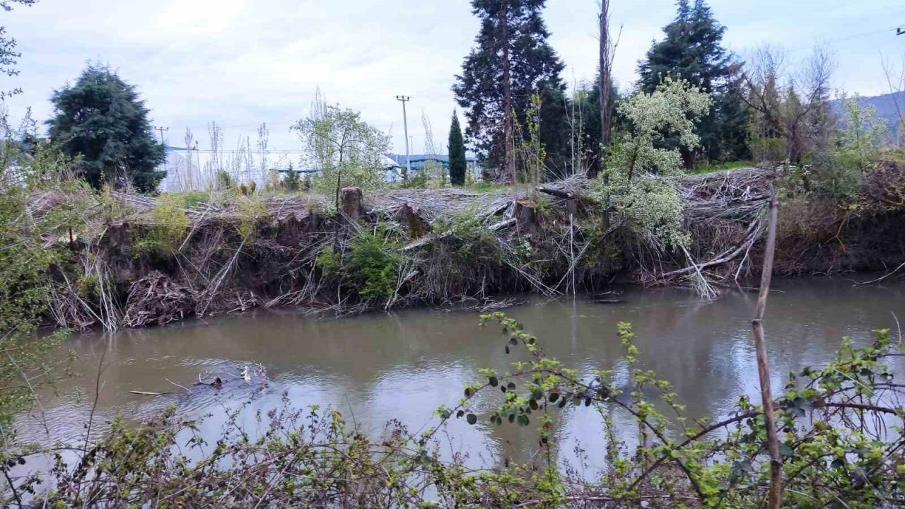 Orman fidanlığında ağaç kıyımı iddiası