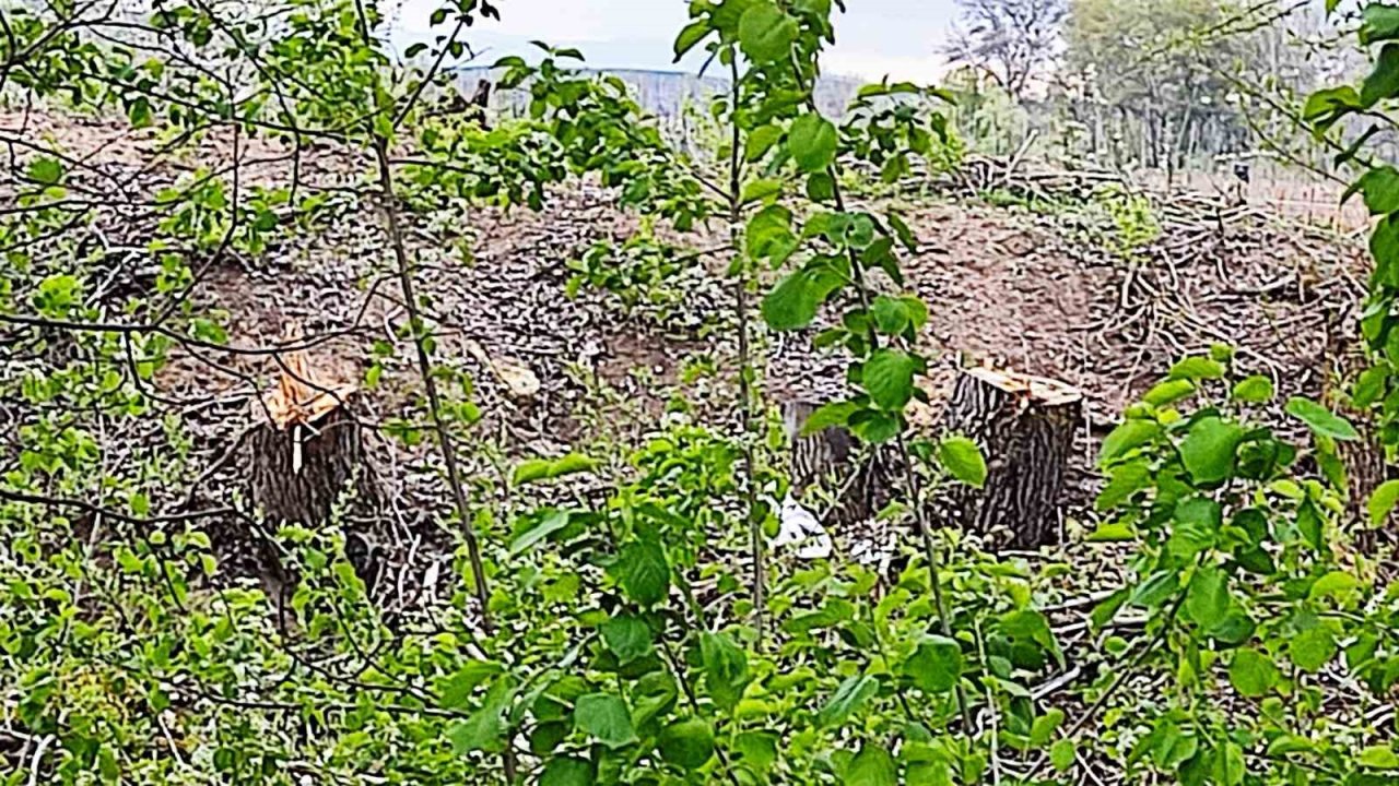 Orman fidanlığında ağaç kıyımı iddiası