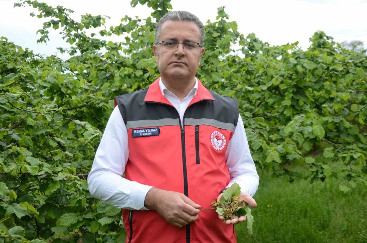 Fındıkta kozalak akarı ve külleme hastalığı ile mücadele başladı