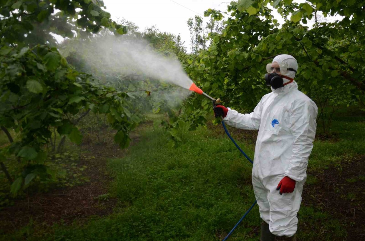 Fındıkta kozalak akarı ve külleme hastalığı ile mücadele başladı