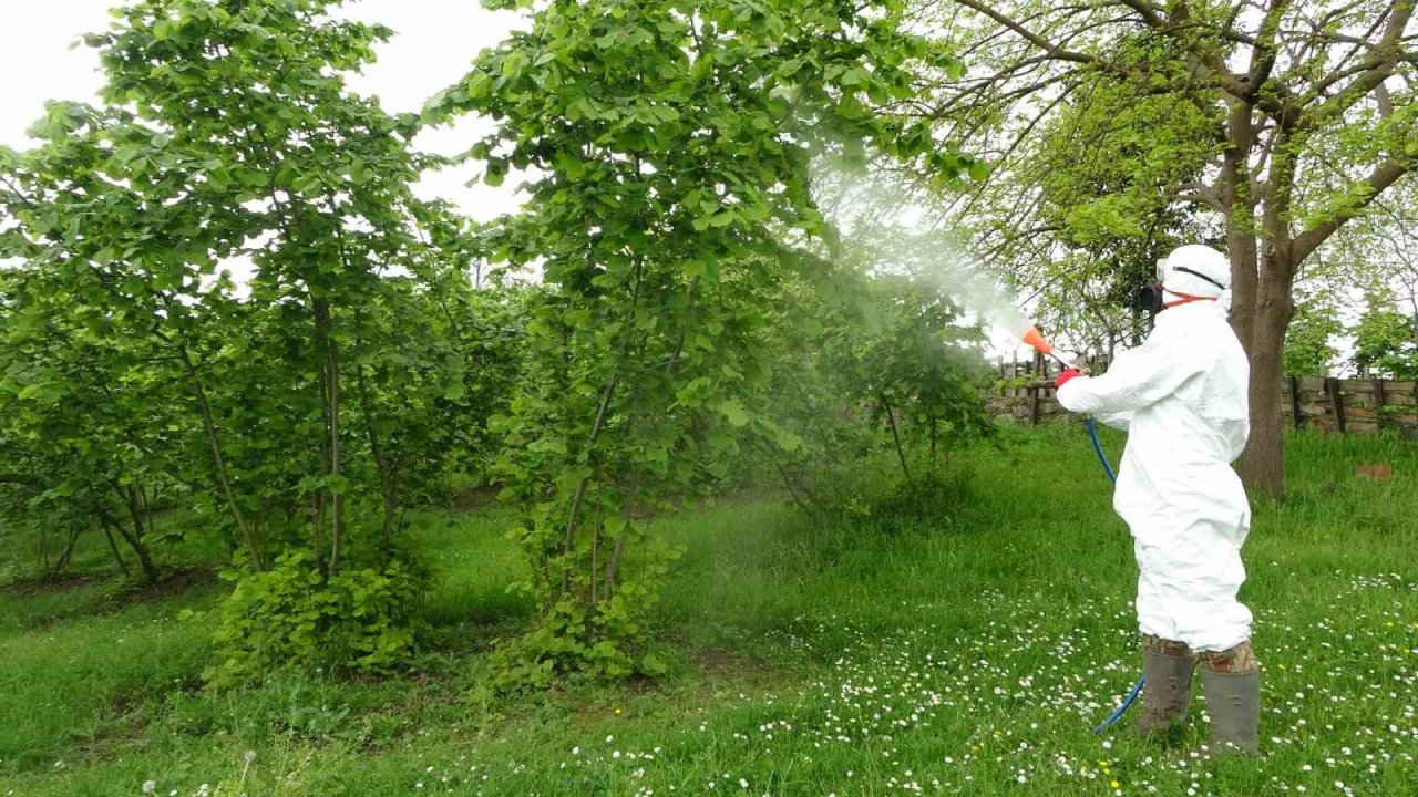 Fındıkta kozalak akarı ve külleme hastalığı ile mücadele başladı