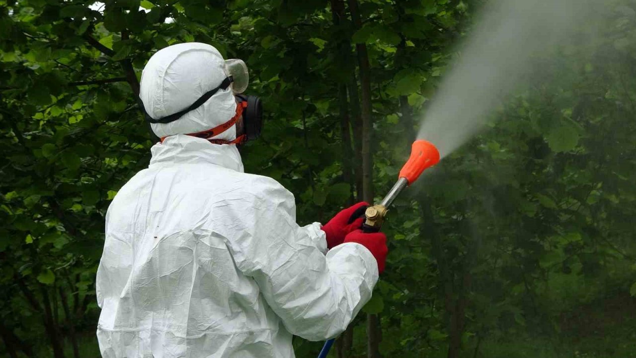 Fındıkta kozalak akarı ve külleme hastalığı ile mücadele başladı