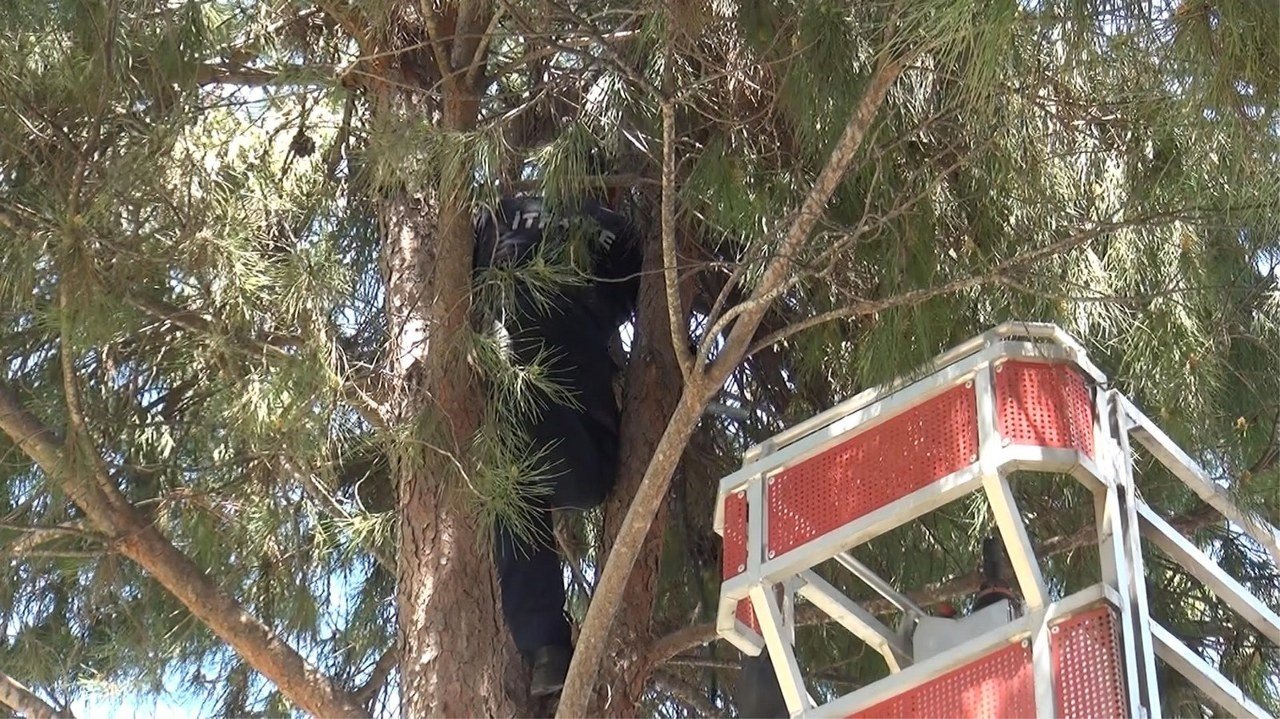 İtfaiye müdürlüğü bahçesindeki ağaçta kedi kurtarma operasyonu