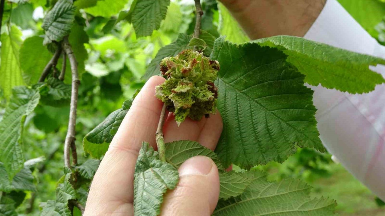 Fındıkta kozalak akarı ve külleme hastalığı ile mücadele başladı