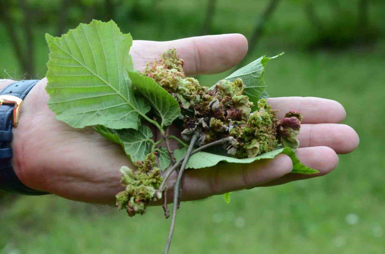 Fındıkta kozalak akarı ve külleme hastalığı ile mücadele başladı