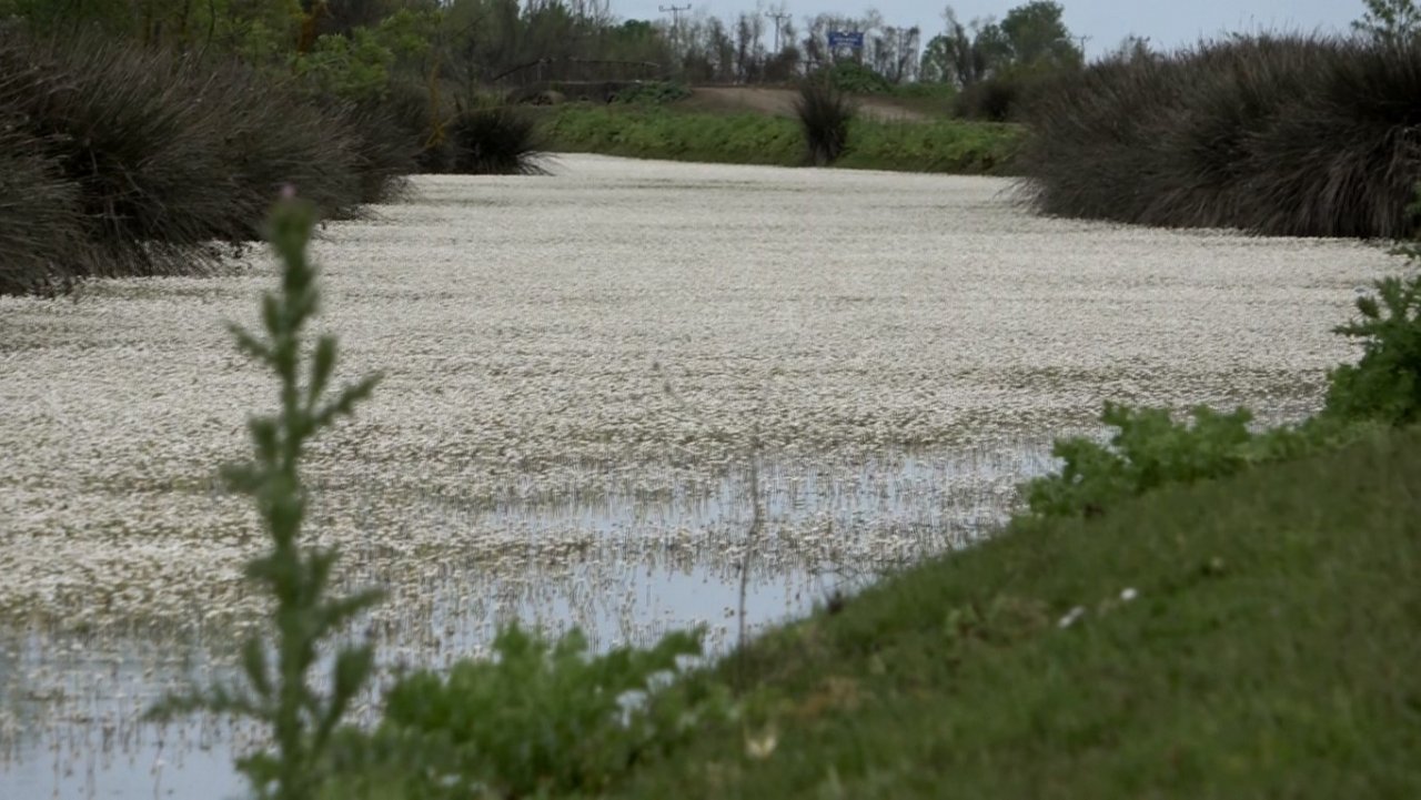 Kuş Cenneti’nde papatya güzelliği