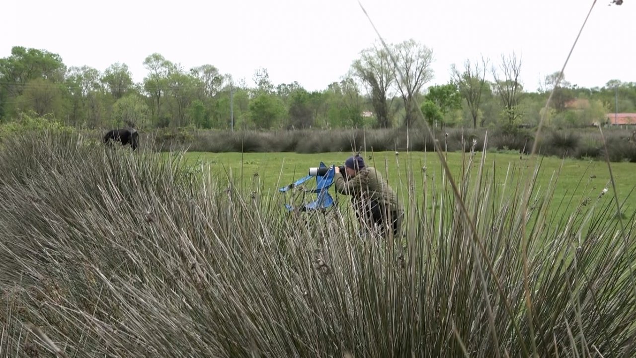 Kuş Cenneti’nde papatya güzelliği