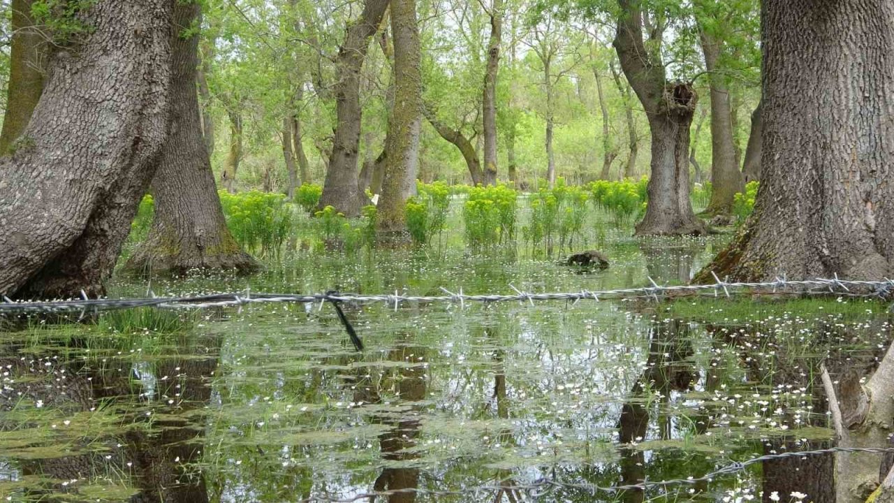 Kuş Cenneti’nde papatya güzelliği