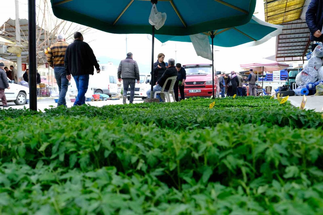 Yılın ilk fideleri seralardan tezgahlara taşındı