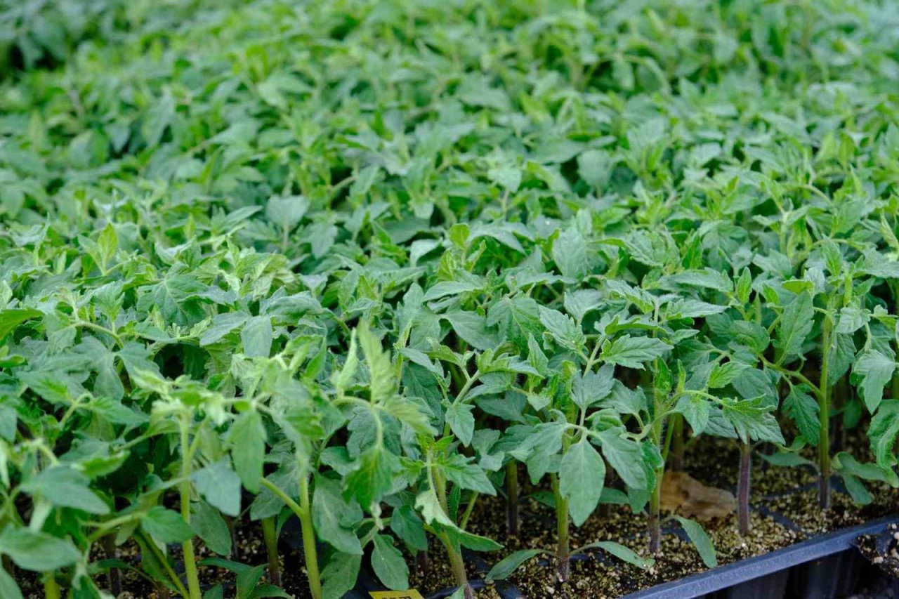 Yılın ilk fideleri seralardan tezgahlara taşındı