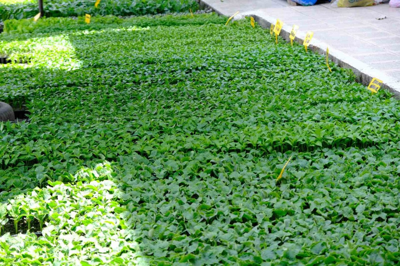 Yılın ilk fideleri seralardan tezgahlara taşındı