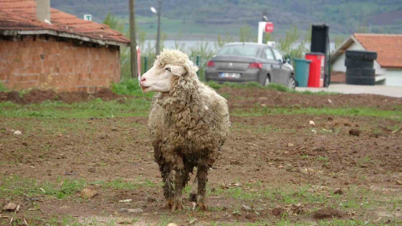 Baharla birlikte meralar koyun ve kuzularla buluştu