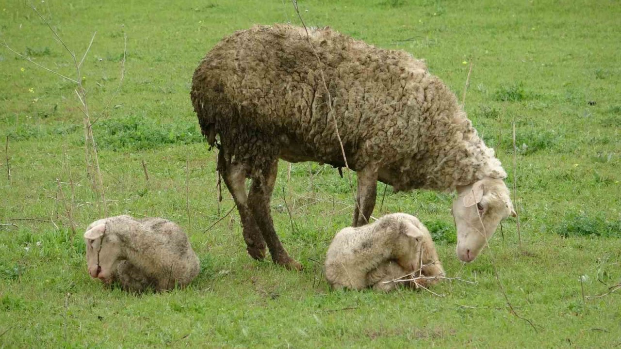Baharla birlikte meralar koyun ve kuzularla buluştu