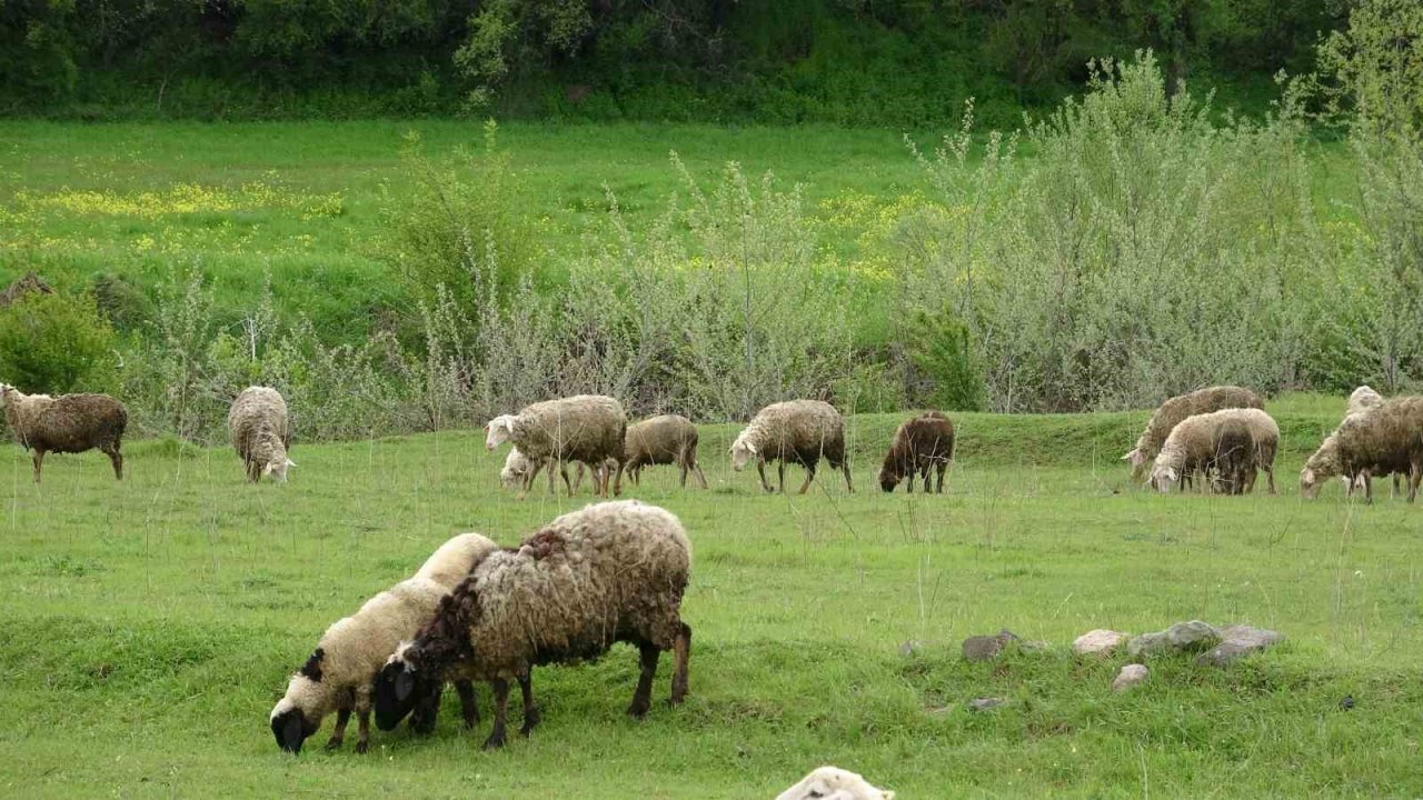 Baharla birlikte meralar koyun ve kuzularla buluştu