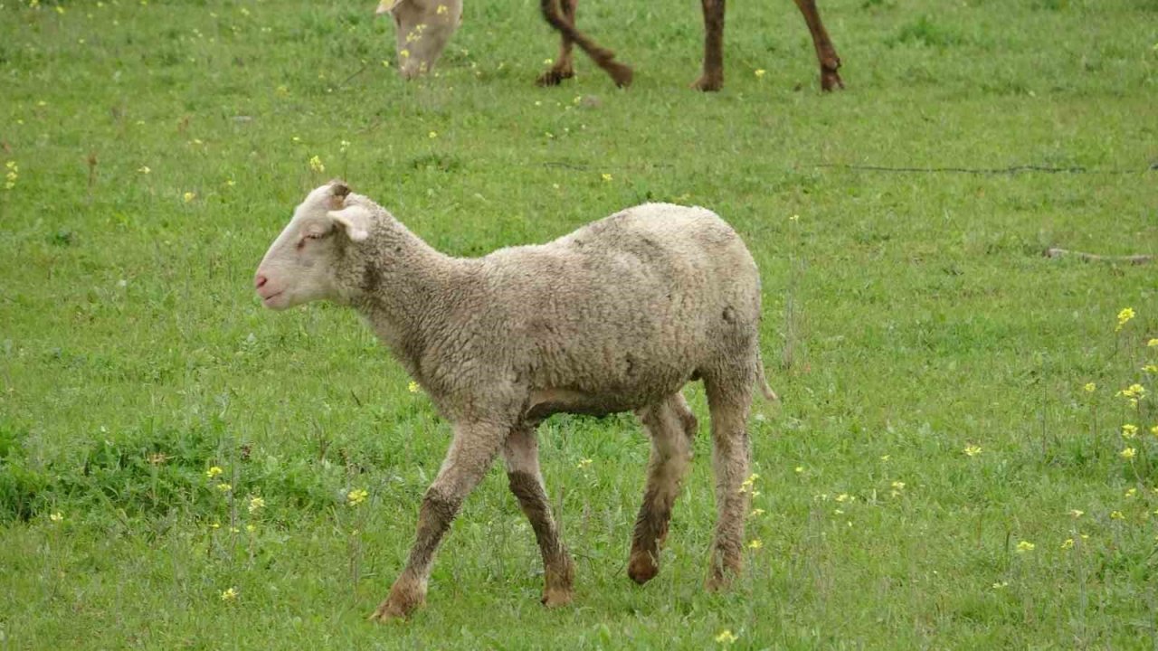 Baharla birlikte meralar koyun ve kuzularla buluştu