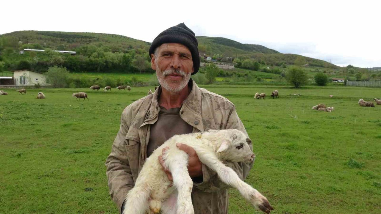 Baharla birlikte meralar koyun ve kuzularla buluştu