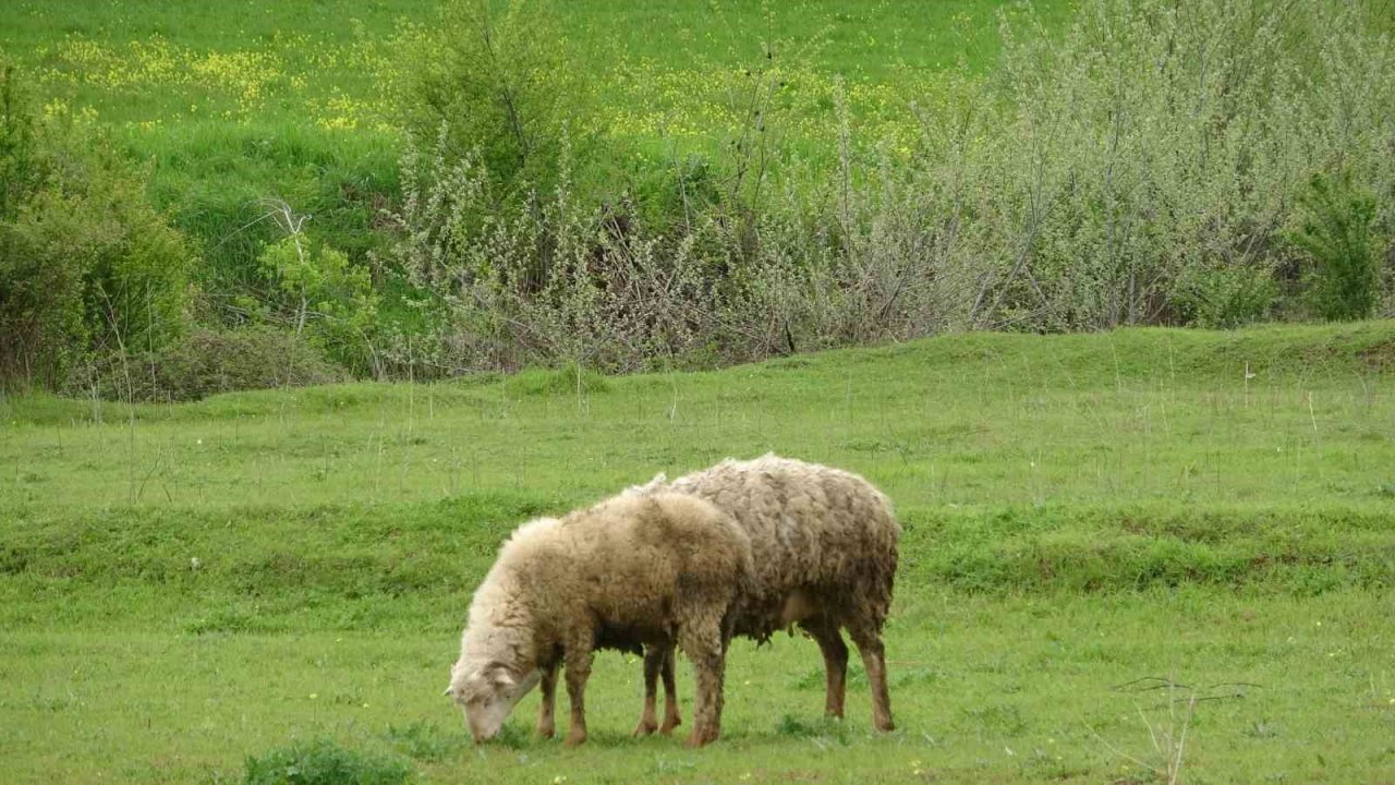 Baharla birlikte meralar koyun ve kuzularla buluştu