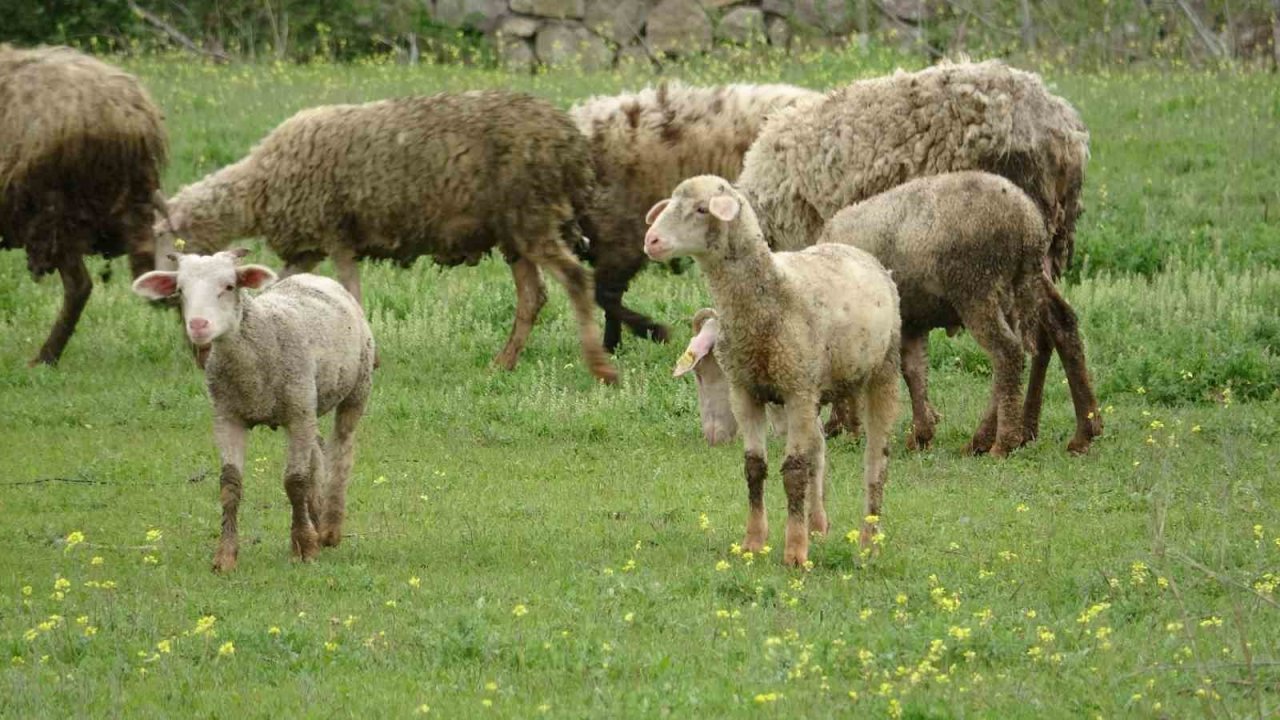 Baharla birlikte meralar koyun ve kuzularla buluştu