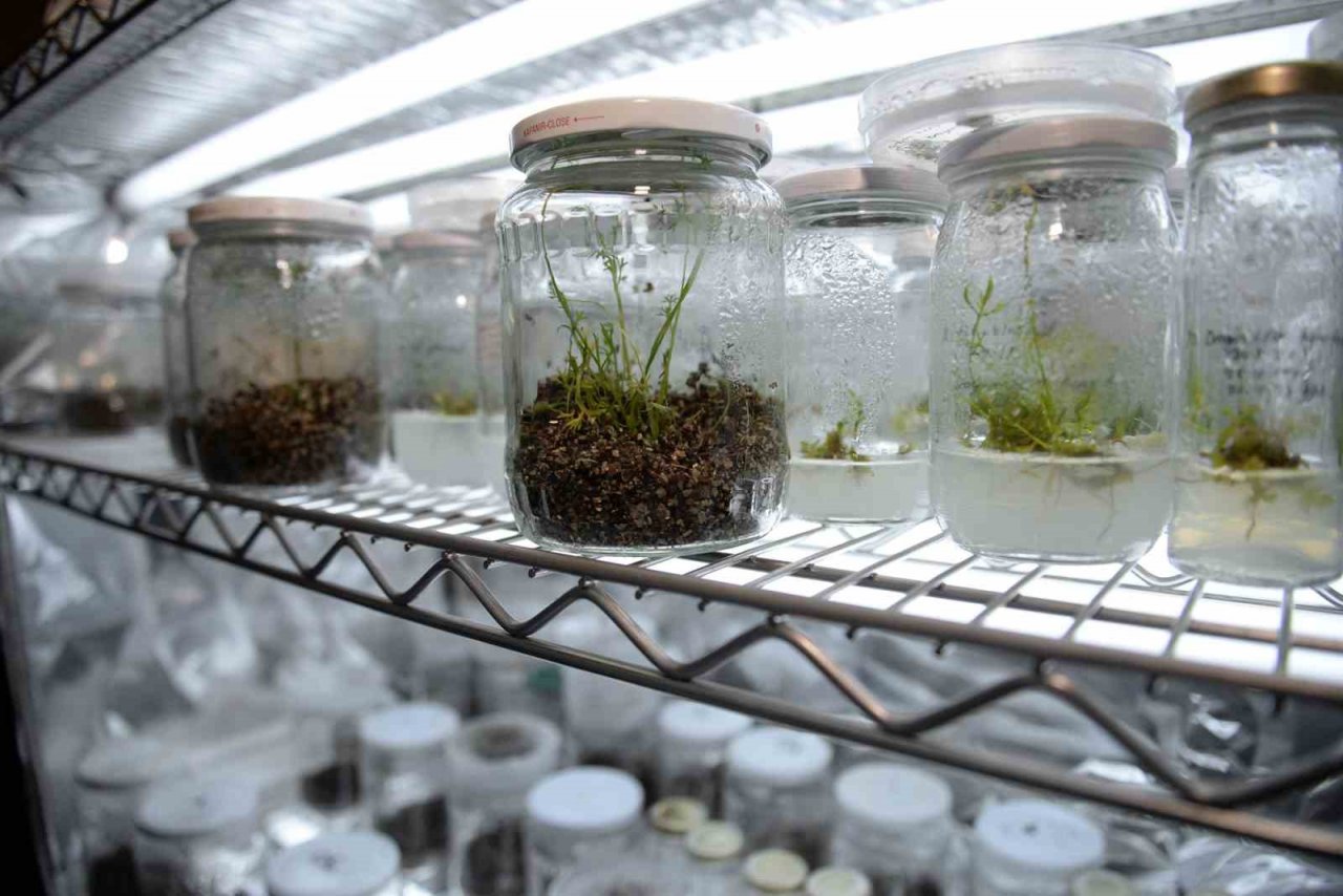 Genom düzenleme teknolojisi havuçta başarıyla uygulandı