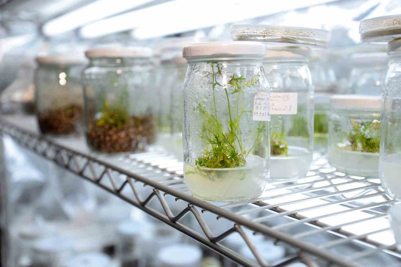 Genom düzenleme teknolojisi havuçta başarıyla uygulandı