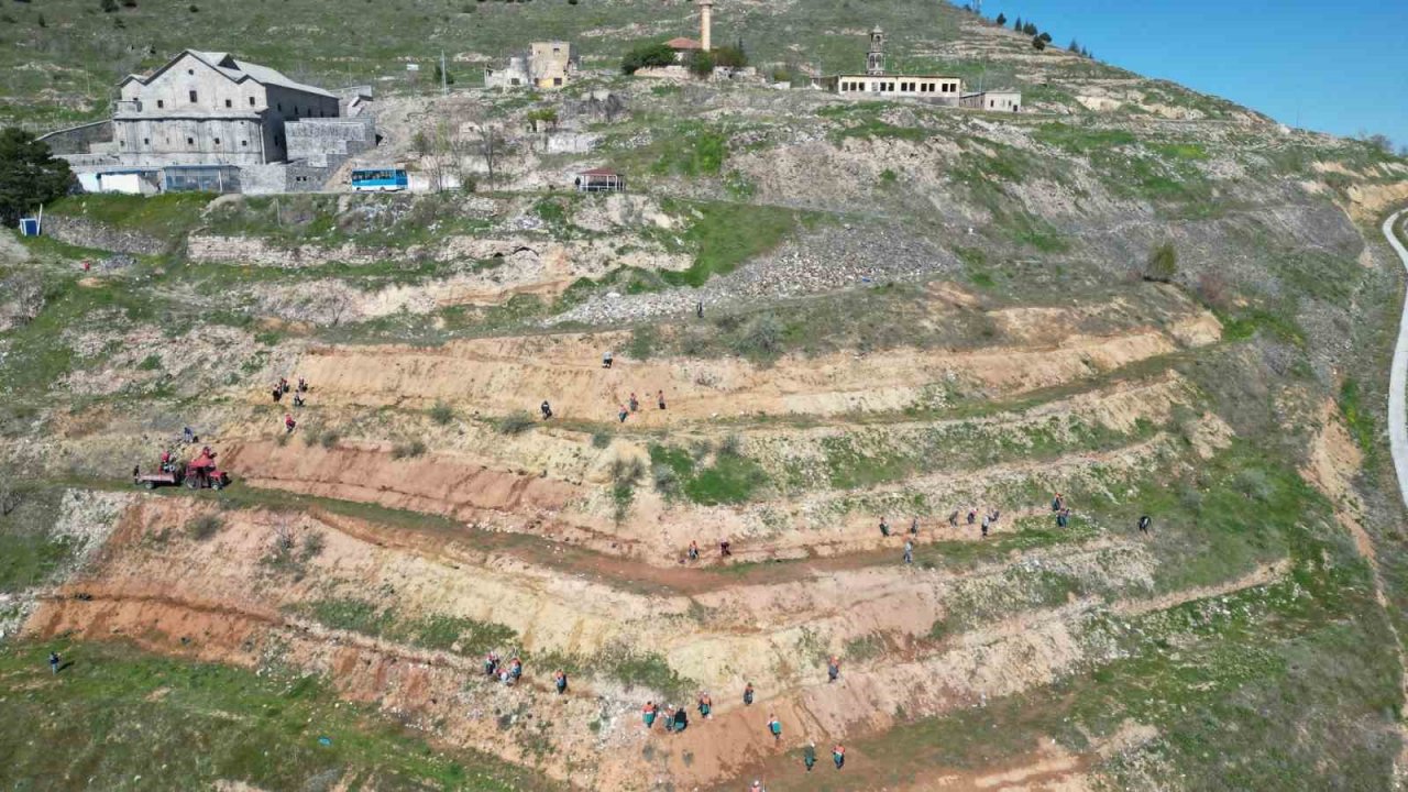 Kahveci Dağı eteklerine 2 bin sedir fidanı dikiliyor