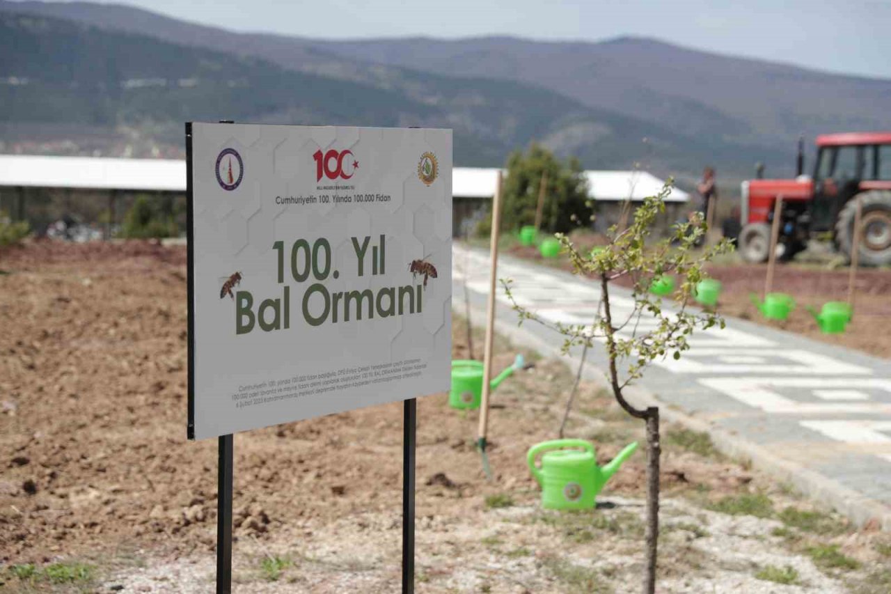 Fidanlar, bal ormanına dönüşecek