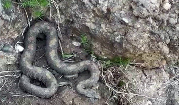 Yüksekova’da engerek yılanı görüntülendi