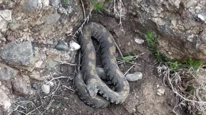 Yüksekova’da engerek yılanı görüntülendi