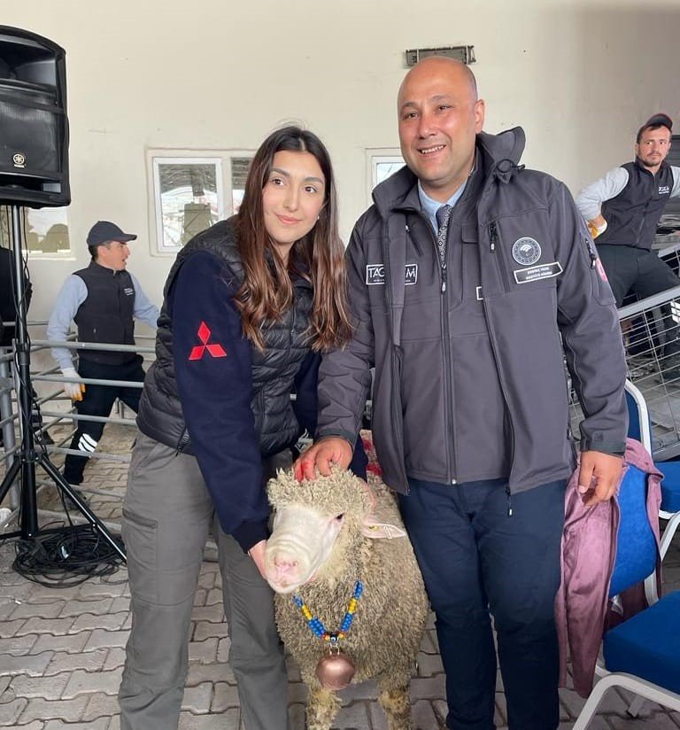 Karacabey Merinos ırkı koç rekor fiyata satıldı