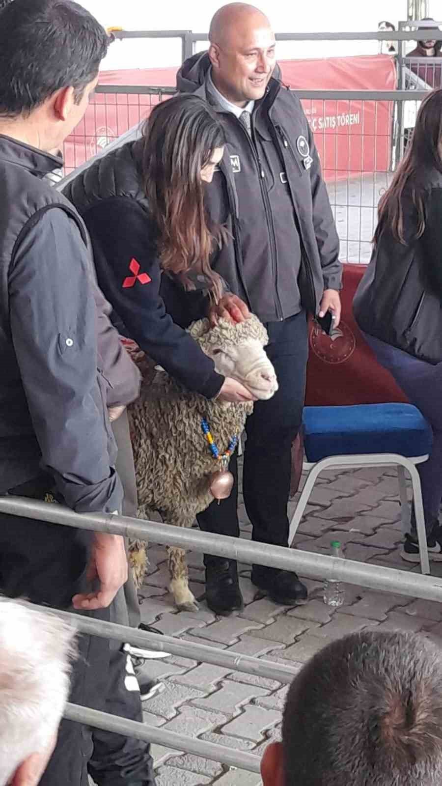 Karacabey Merinos ırkı koç rekor fiyata satıldı