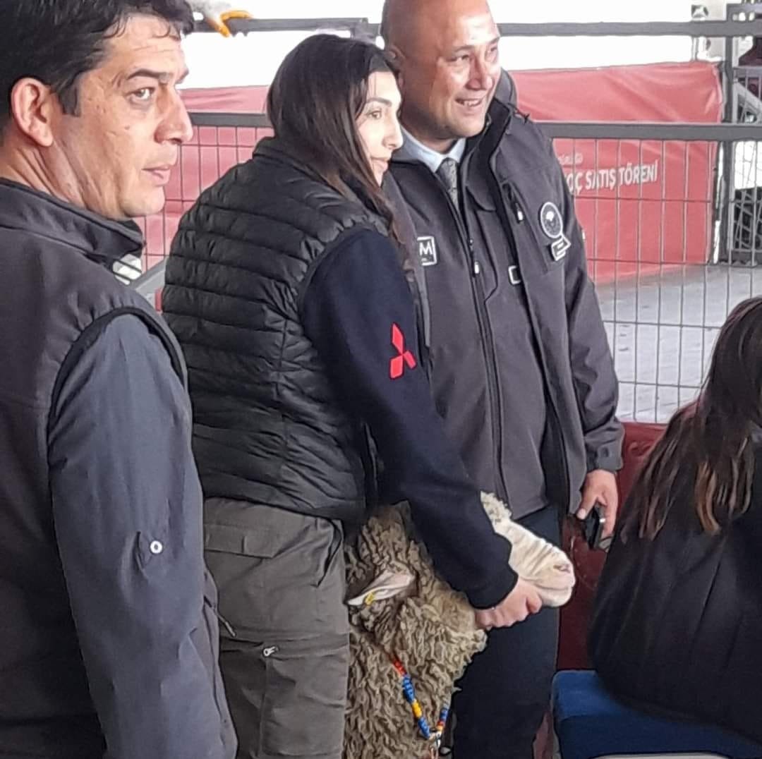 Karacabey Merinos ırkı koç rekor fiyata satıldı