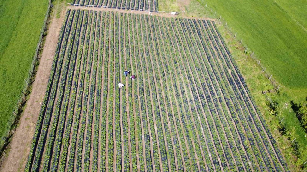 Bu çilek yok satıyor