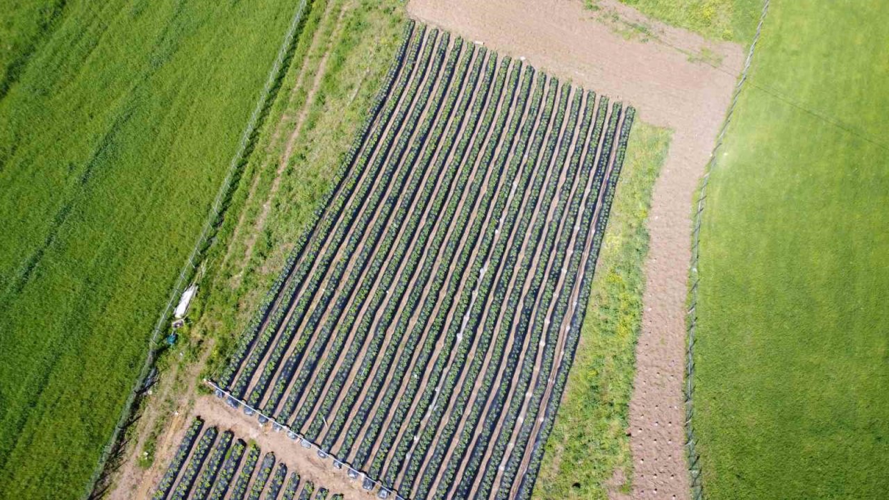Bu çilek yok satıyor