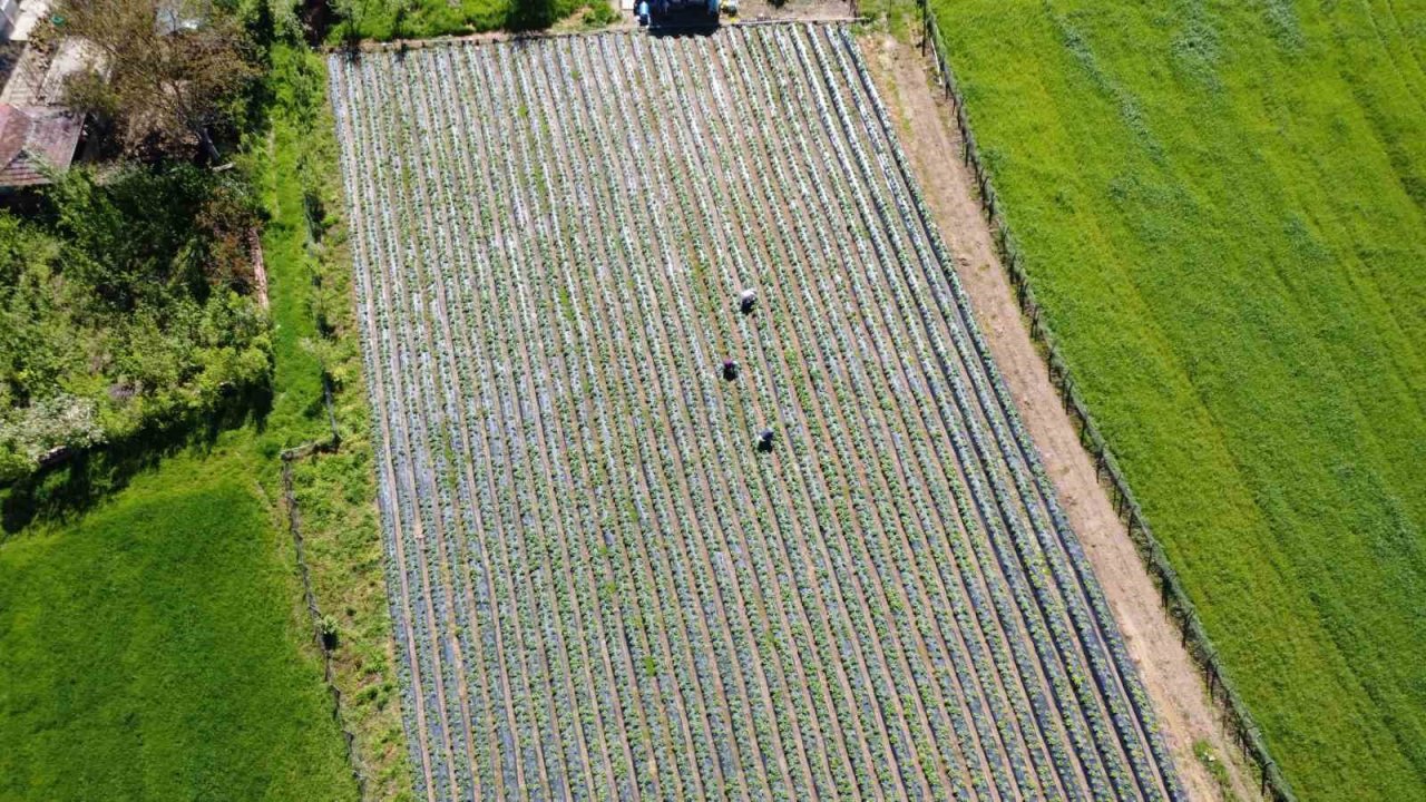 Bu çilek yok satıyor