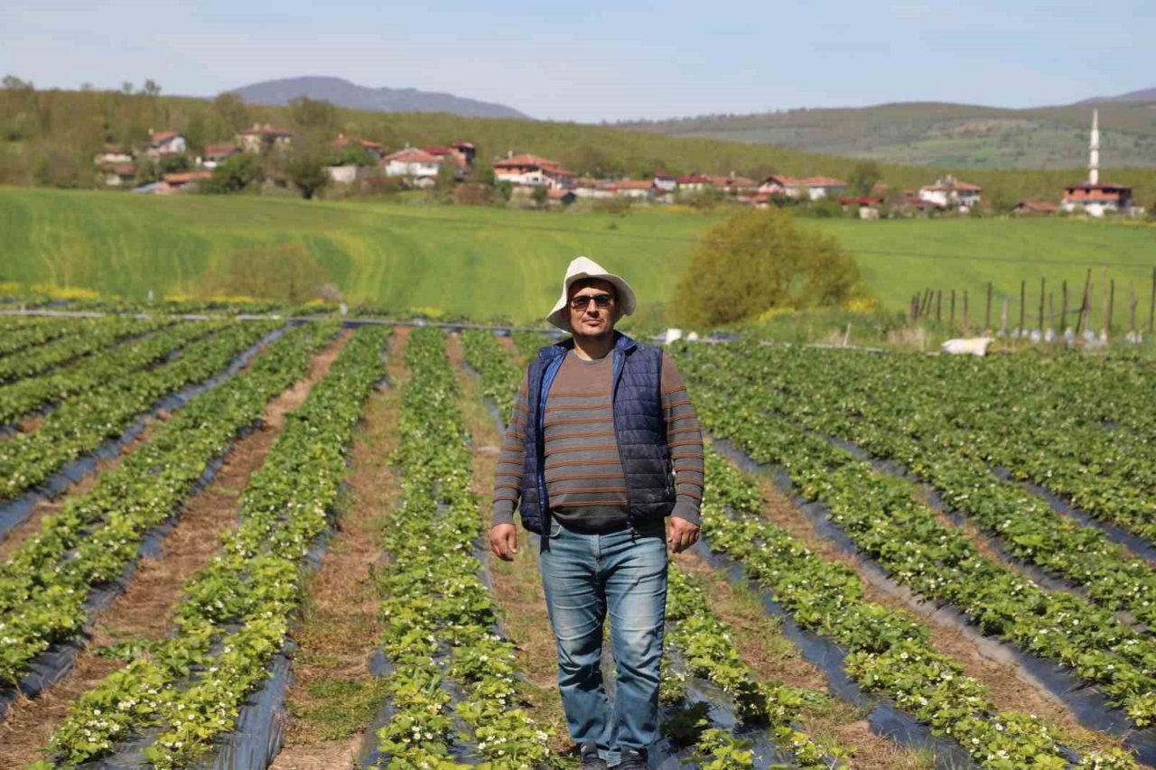 Bu çilek yok satıyor