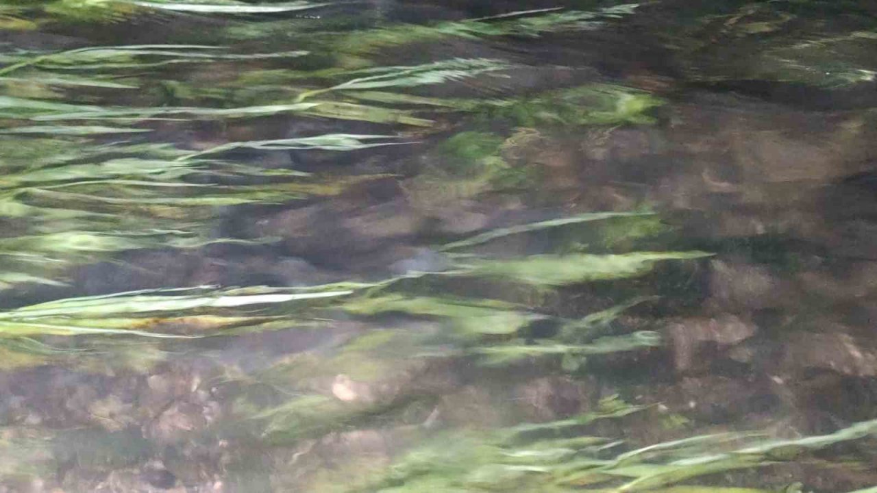 İnci kefallerinin eşsiz gece yolculuğu başladı